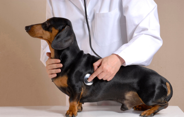 Examen clinique et auscultation de l’animal cardiaque - Edition 1