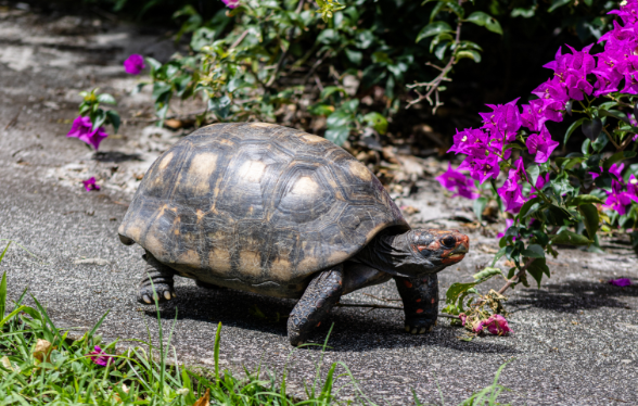 En NAC’tion ! Cycle de médecine interne et chirurgie des nouveaux animaux de compagnie (module : Tortues et autres reptiles)