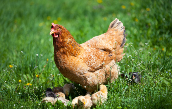 En NAC’tion ! Cycle de médecine interne et chirurgie des nouveaux animaux de compagnie (module : Poules)