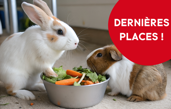 En NAC’tion ! Cycle de médecine interne et chirurgie des nouveaux animaux de compagnie (module : Lapins et rongeurs)