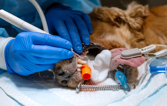 Cycle en dentisterie du chien et du chat - édition 8