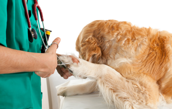 Neurologie en médecine vétérinaire des petits animaux - Édition 2