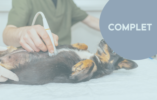 Parcours Didactique en Échographie Abdominale du Chien et du Chat - Édition 26