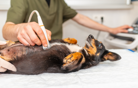 Parcours Didactique en Échographie Abdominale du Chien et du Chat - Édition 27
